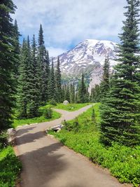 Hiking trail splitting off into two directions with mount rainier in the background.