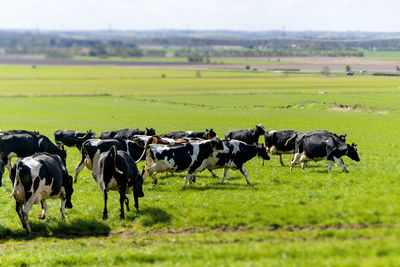 Horses in a field