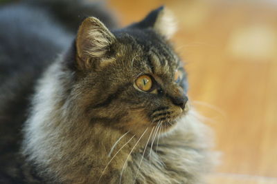 Close-up of cat looking away