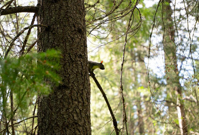 Low angle view of bird perching on tree