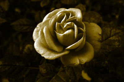 Close-up of flower blooming at night