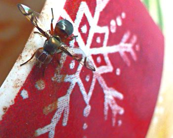 Close-up of red object