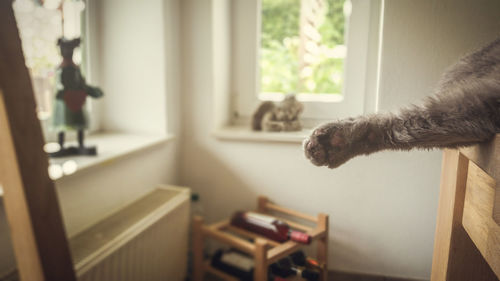 Cat paw against window at home