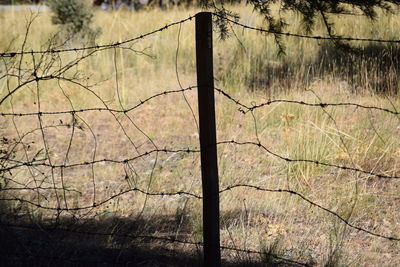 Close-up of bare tree