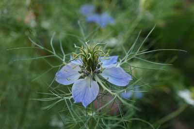 Close-up of flower