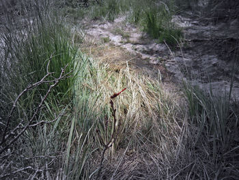 High angle view of grass growing on field