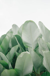 Close-up of green leaves on plant against sky