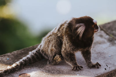 Marmoset relaxing on retaining wall