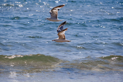 Seagull flying over sea