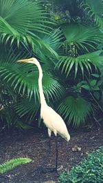 View of a bird on a land