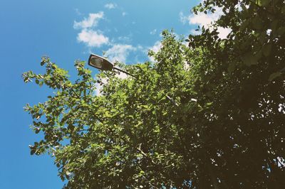 Low angle view of trees against blue sky