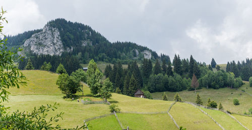 Panoramic shot of trees on field against sky