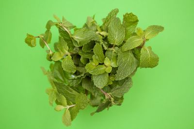 Close-up of leaves over green background