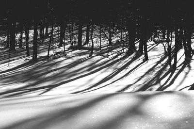 Trees in the dark