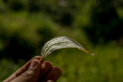 Close-up of hand holding plant