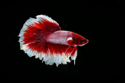 Close-up of fish underwater