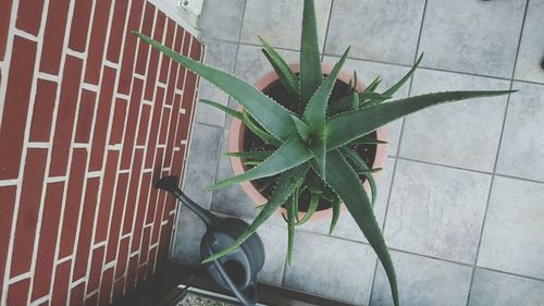 High angle view of potted plants in greenhouse