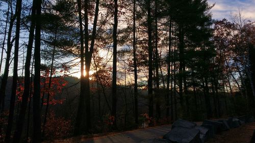 Scenic view of forest at sunset