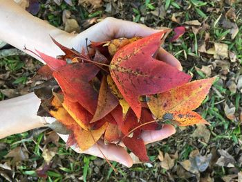 High angle view of maple leaves on field