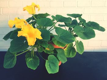 Close-up of yellow flowering plant