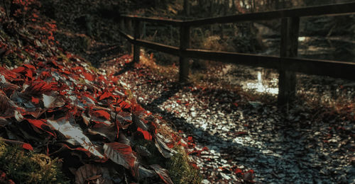 Close-up of autumn leaves on field