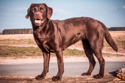 Portrait of a dog