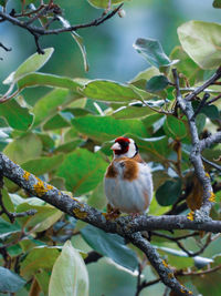 Low angle view of bird perching on tree