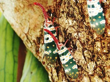 Close-up of butterfly on tree trunk