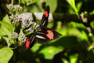 Close-up of butterfly pollinating on flower