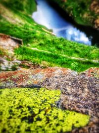 Close-up of moss on grass