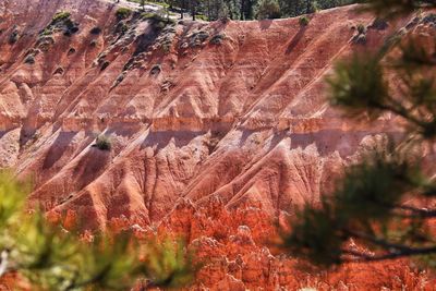 View of trees growing on rock