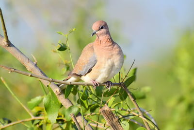 Low angle view of bird perching on branch