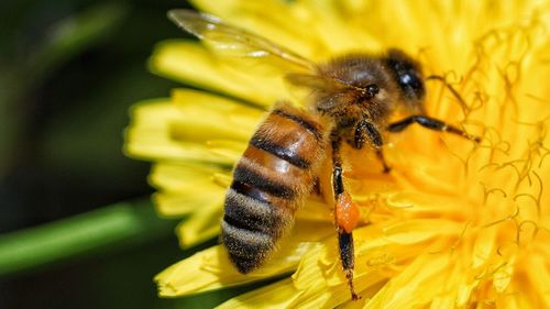 Close-up of bee on yellow flower