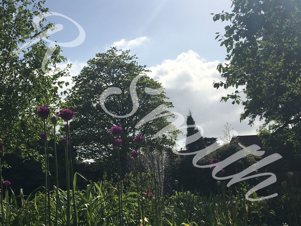 VIEW OF FLOWER TREES AGAINST SKY