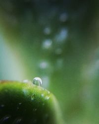 Close-up of fresh green plant