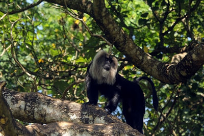 Low angle view of monkey sitting on tree