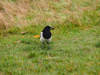 Bird perching on a field