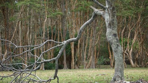 Bare trees in forest