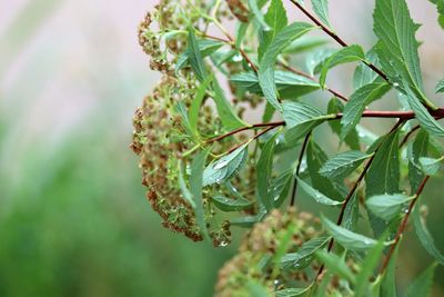 Close-up of flowering plant