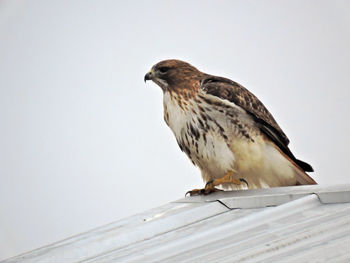 Low angle view of bird perching on railing against clear sky