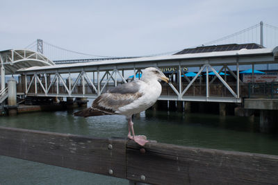 View of birds on bridge