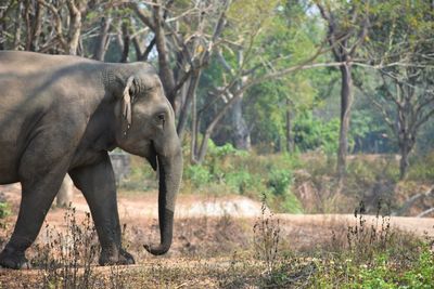 Elephant valley in chiang rai, thailand 