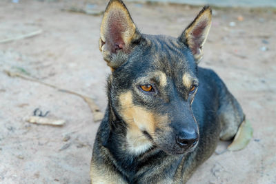 Close-up portrait of a dog