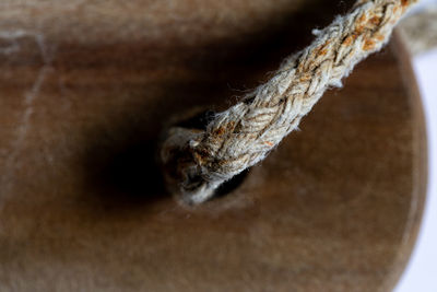 Macro shot of insect on table