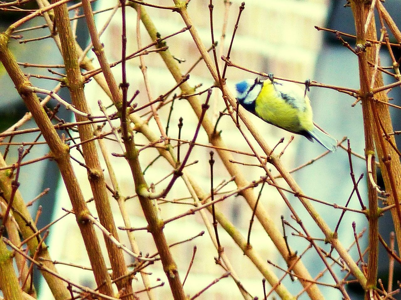 low angle view, sky, branch, bird, built structure, tree, architecture, building exterior, day, close-up, outdoors, no people, nature, cloud - sky, perching, bare tree, cloud, twig, animal themes, one animal