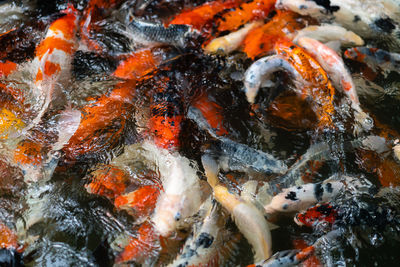 High angle view of koi carps swimming in lake