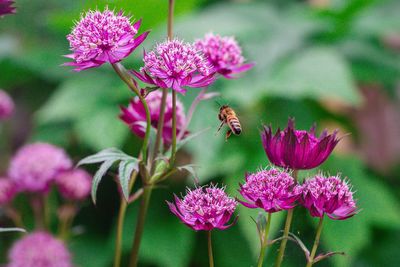 Close-up of insect on pink flowering plant