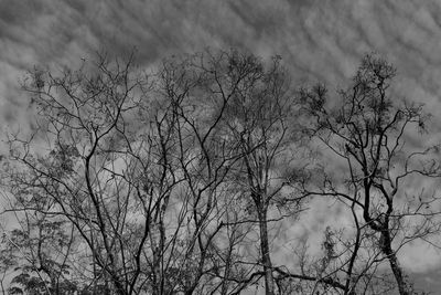 Low angle view of bare tree against sky