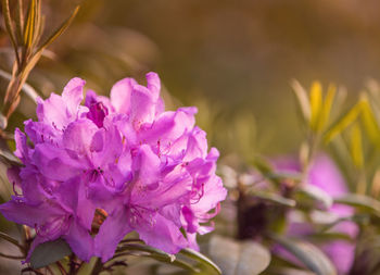 Close-up of pink flowers