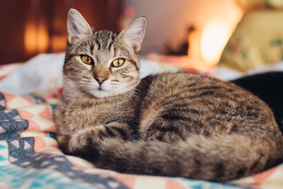 Close-up portrait of cat resting at home